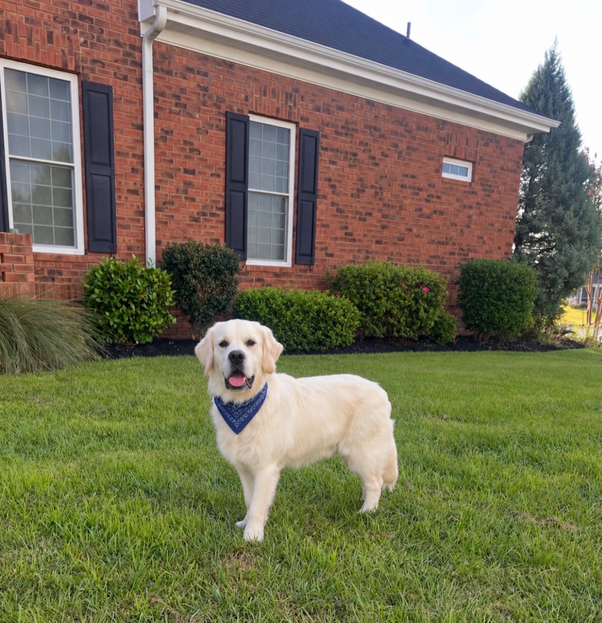 Memphis, our English cream golden retriever, wearing his blue bandana on the lawn